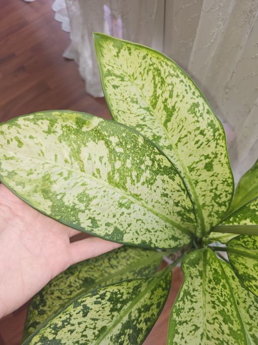 Сортовая диффенбахия Prea