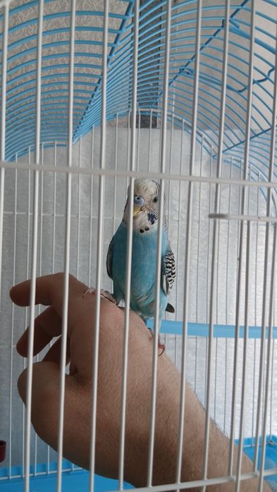 Отдам Попугая в добрые руки