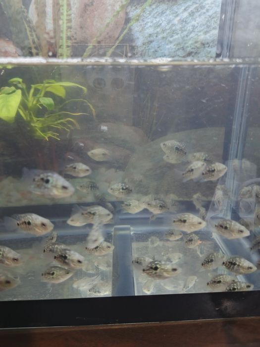 Аквариумные рыбки