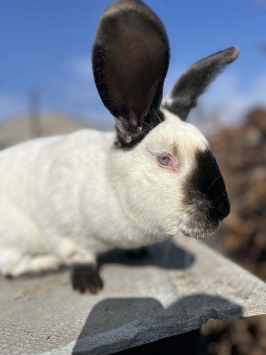 Кролики Калифорния
