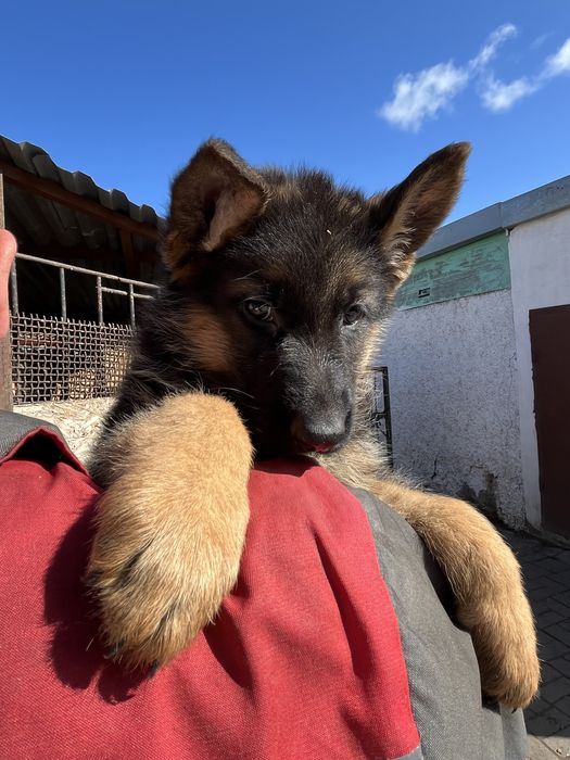 Щенки немецкой овчарки