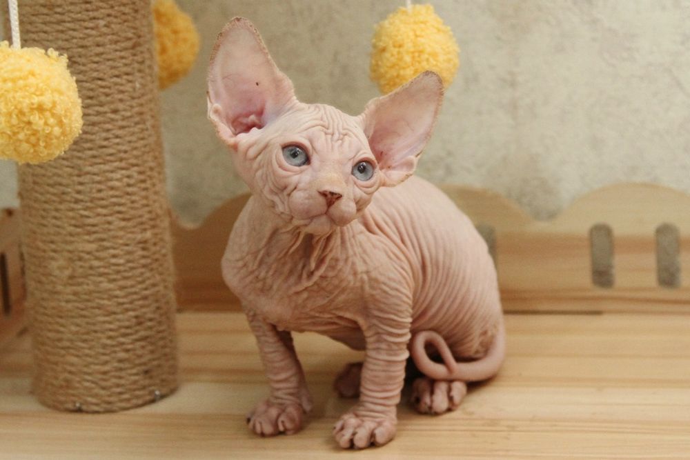 Малыши голыши. Сфинксы