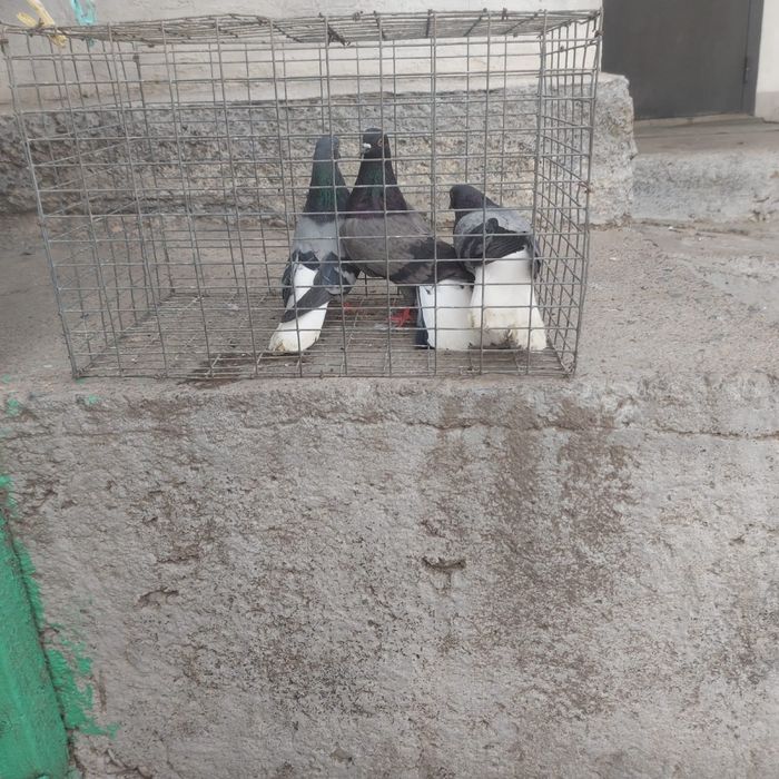 Сизи белохосты бобочки