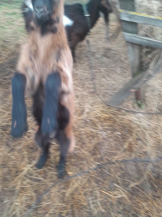 Vând capră corcitura alpin francez cu ied  cu tatăl de origine