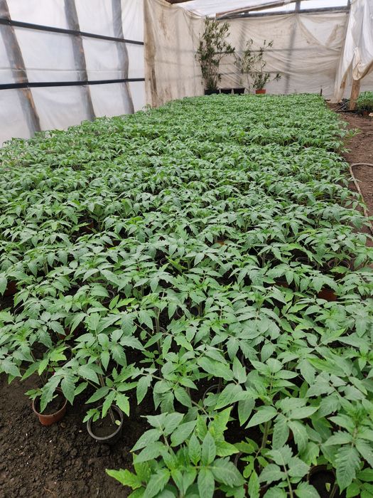 Vând răsad de roșii!