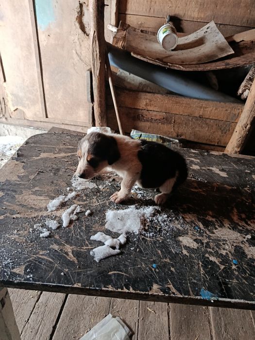 Продам щенка пегая гончая