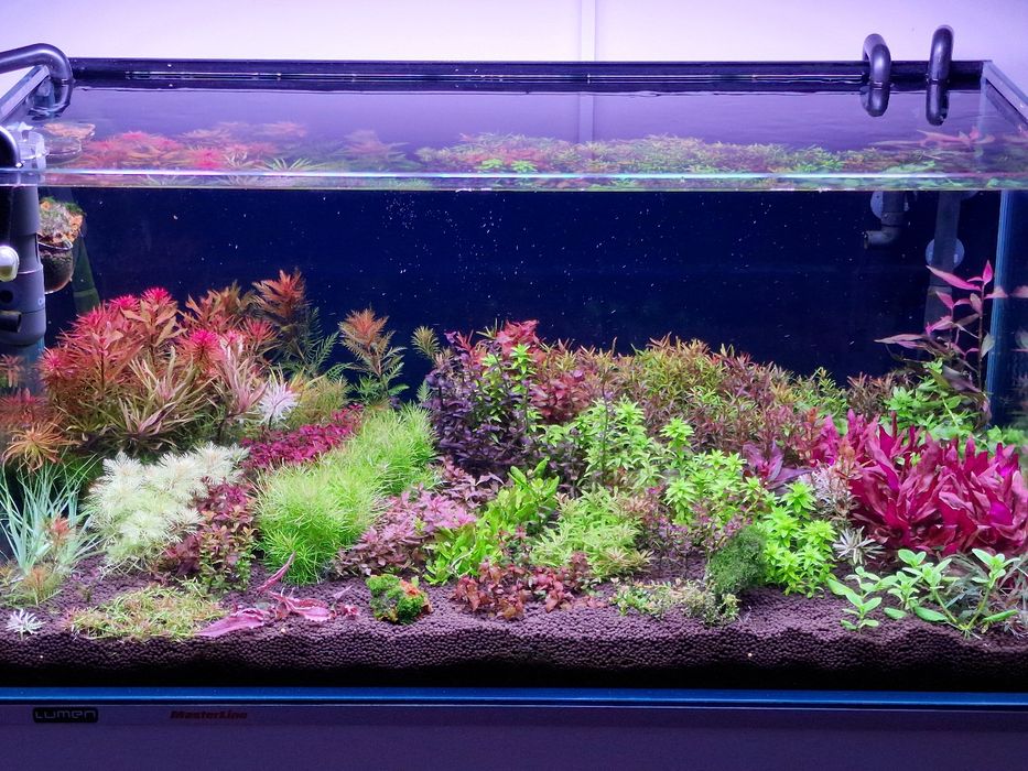 Plante naturale de acvariu + Gratis 10 Capsule Nutritive pt. Rădăcini