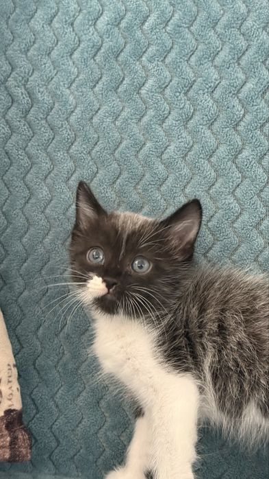 Котёнка бесплатно отдадим