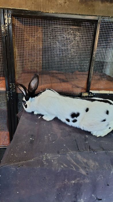 Mascul fluture german