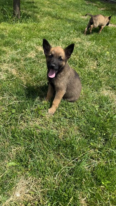Ciobănesc belgian Malinois