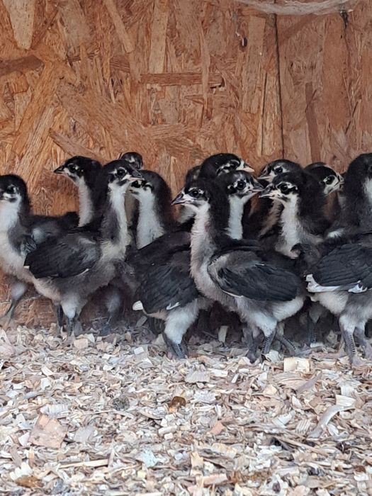 Pui australop negru