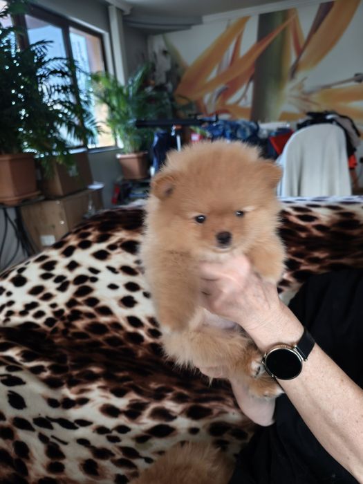 Померан мъжко и женско