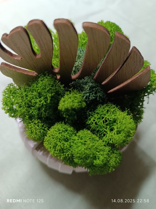 Скандинавски мъх