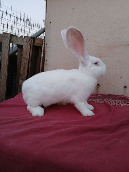 Iepuri uriaș german