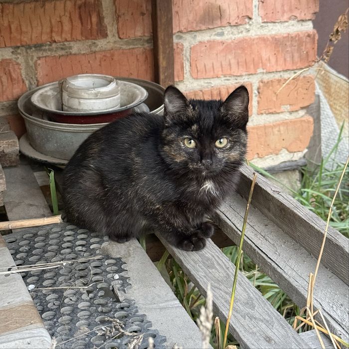 Котенок ищет дом