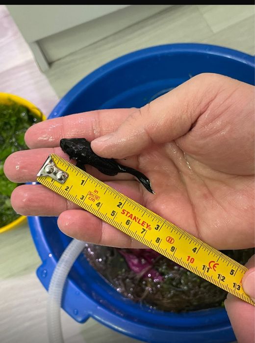 Продаются номерные сомы L181