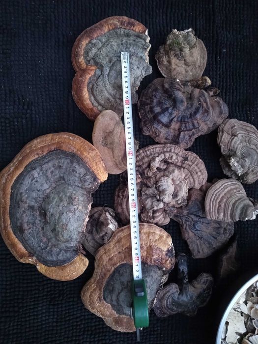 Pachet ciuperci medicinale: Reishi/Ganoderma/Phellinus/Versicolor