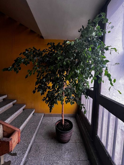 Бенджамин над 2 метра