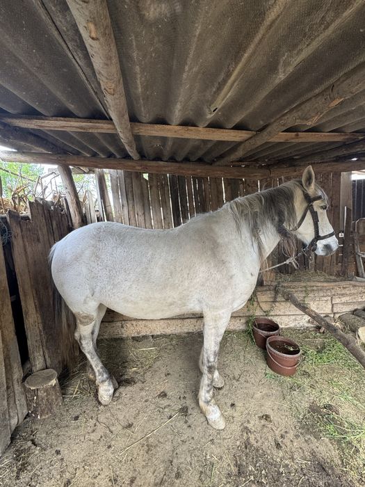 Iapă tanară si blândă la vanzare