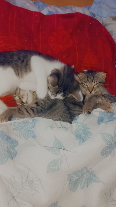 Котята в хорошие руки