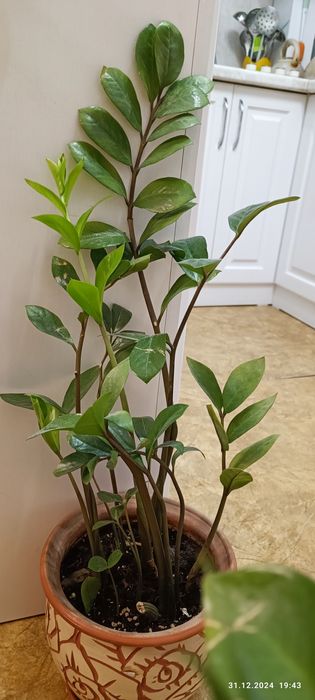 Домашние цветы,ухоженные