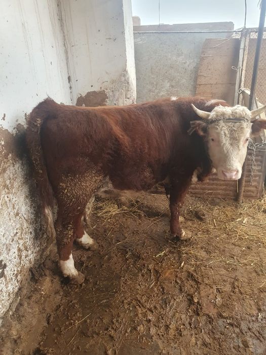 Zotdor buqalar sotiladi