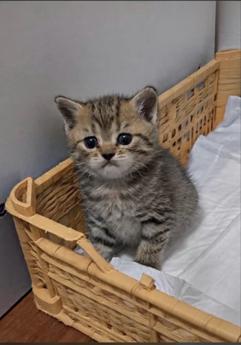 Кошки шотландские