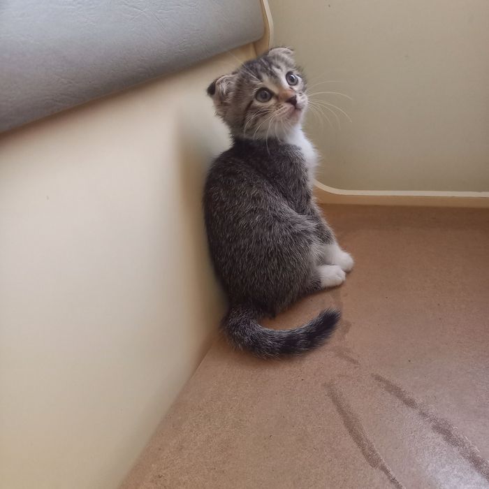 Вислоухий котёнок 1,5 месяц