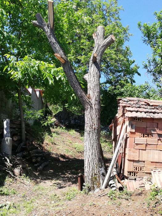 Сух орехов материал