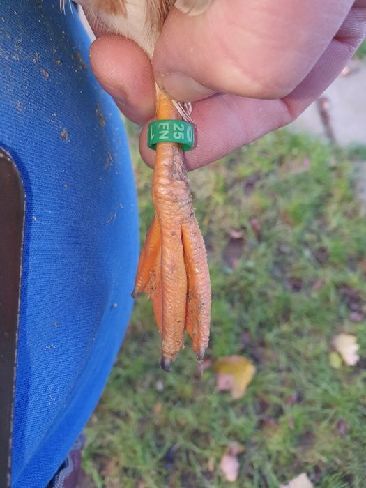 Vand pitica olandeza