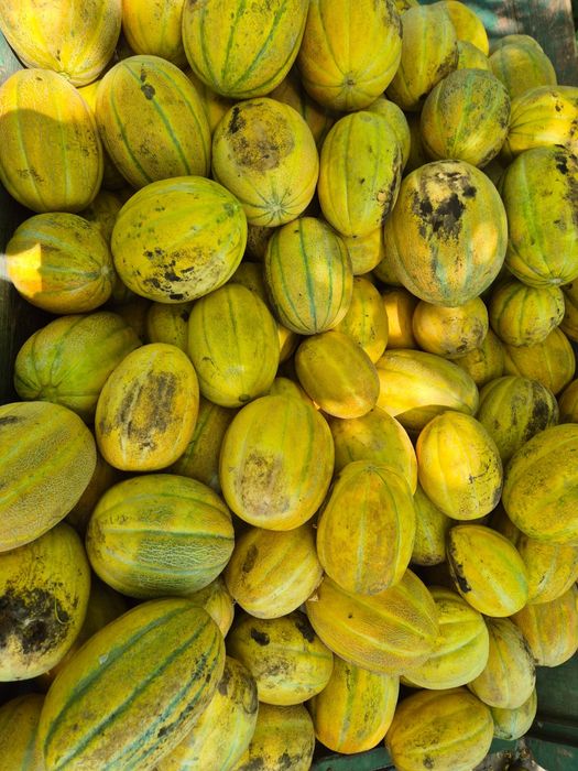 Vând pepeni en-gros