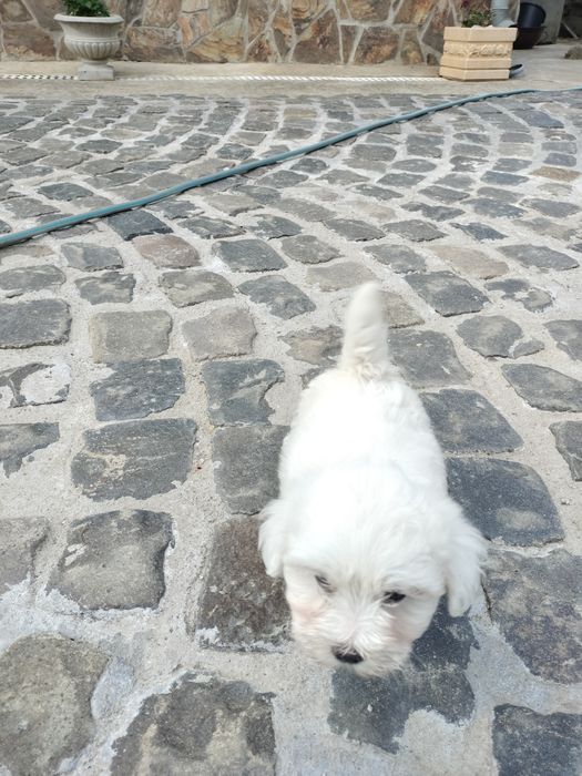 Pui Bichon maltez