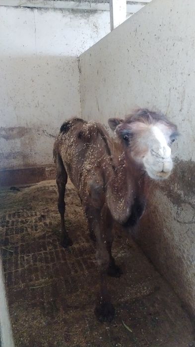 Түйе сатам 1.5 жасар