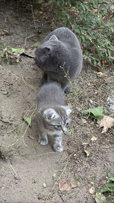 продам котенка шотландски