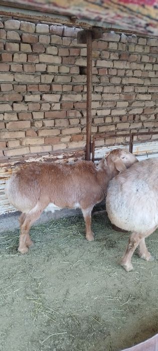 Киргиз Арашан кучкорлар сотилади