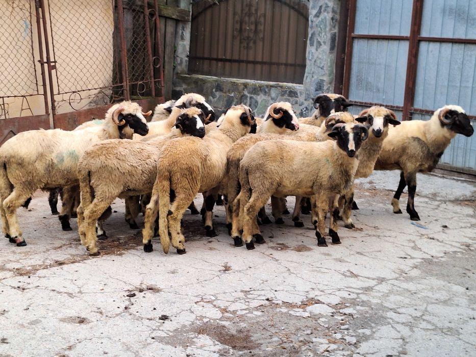 Berbecuti brezi de vanzare