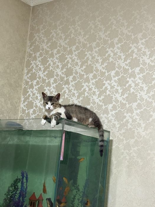 Пропал кот 1.5 года