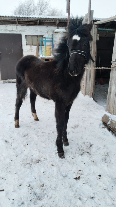 Жабағы еркек   ыюыж