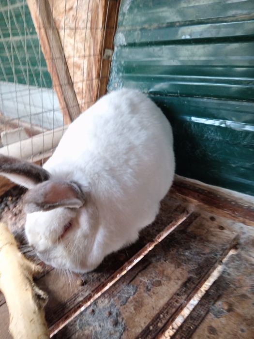 Продам  крольчих.