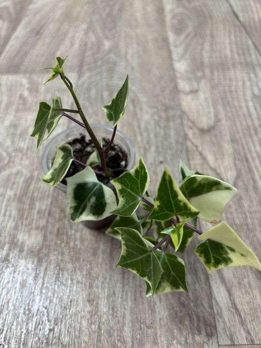 Продам комнатные цветы