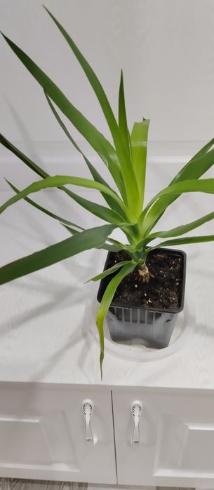 Продам комнатные цветы.