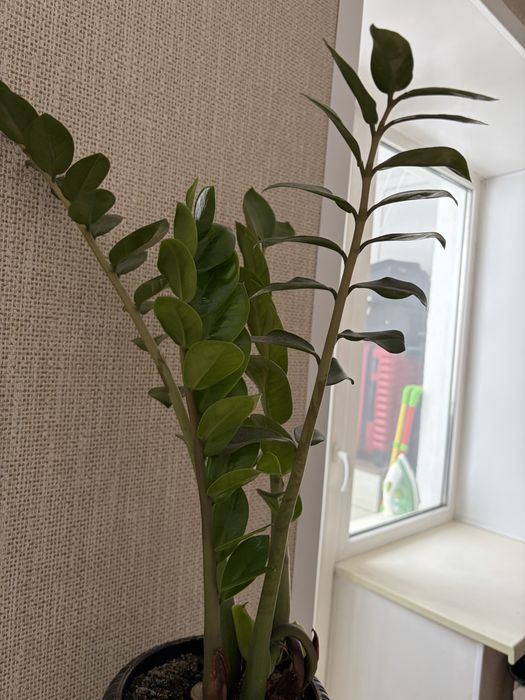 Продам комнатные цветы