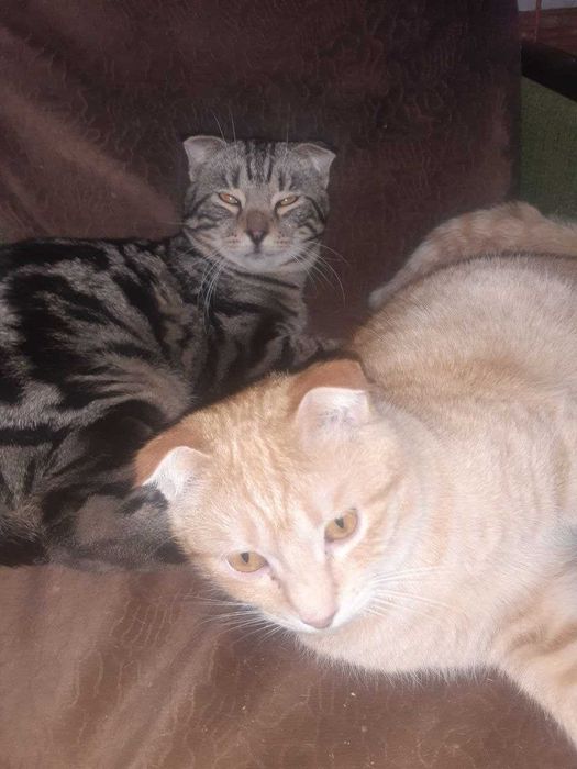 Котята в добрые руки.