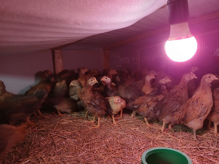 Шөжелер сатылады.  Кучин пародасы