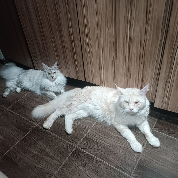 Милая кошечка Мейн кун. Документы