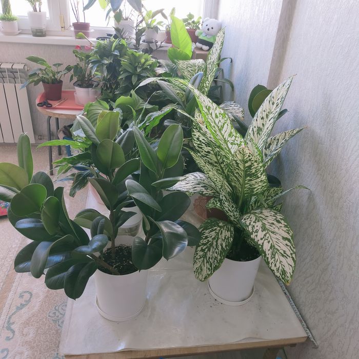 Комнатные цветы и горшки и грунт