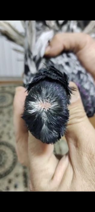 Голуб голуб.