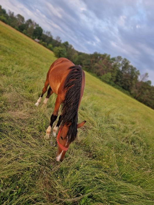 Vând mânz de 1 an și 7 luni