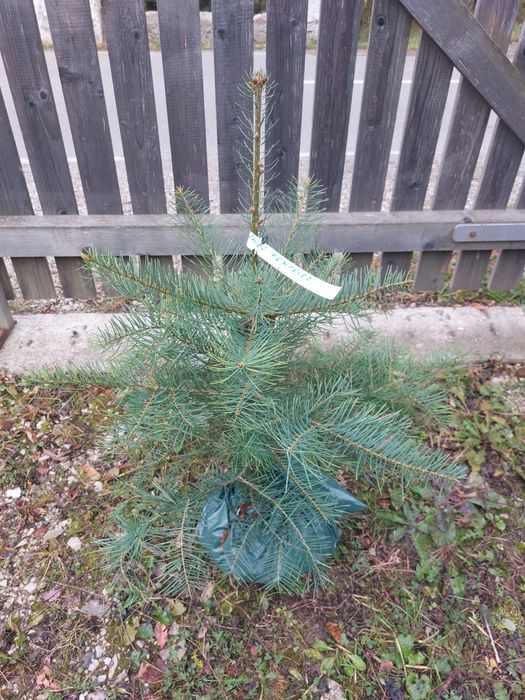 Brazi Abies concolor cu balot de pamant-calibru 60-80 cm