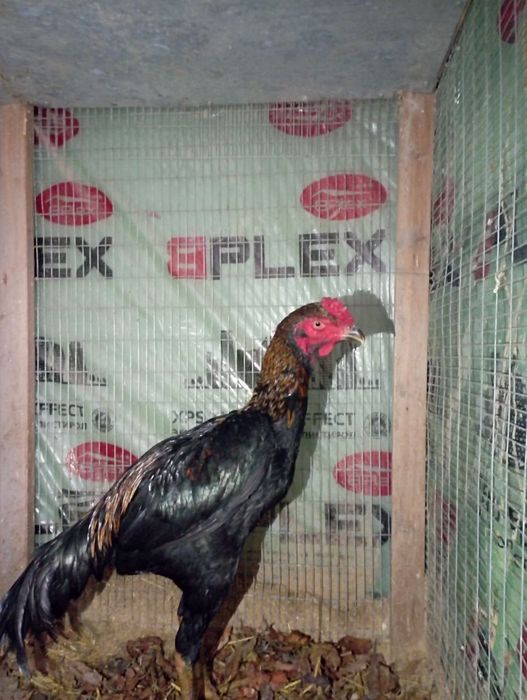 Сотилади дакан хуроз